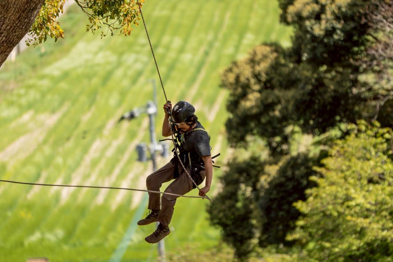 A tree climber descending on a rope, with green rice fields in the background