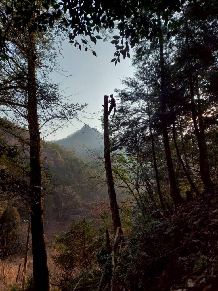 △△市 大木伐採