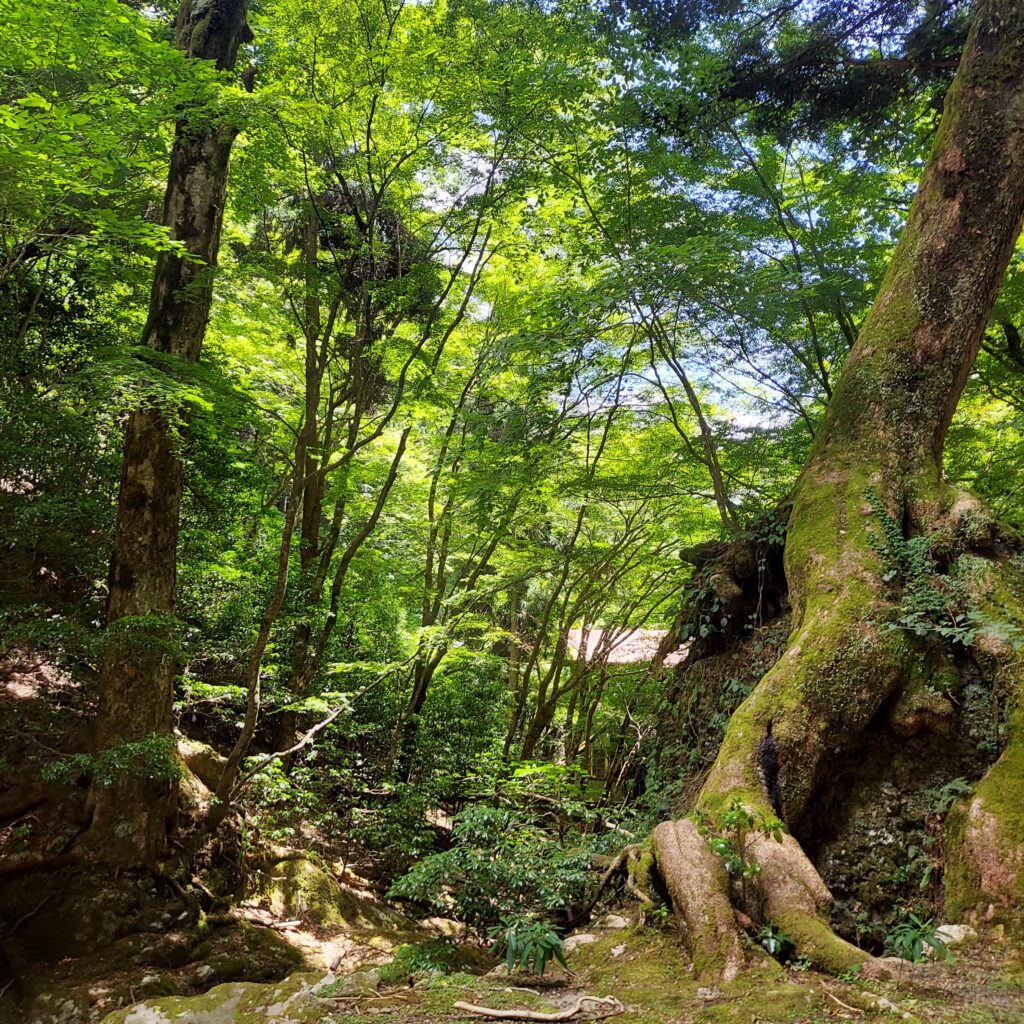 モミと岩の共生