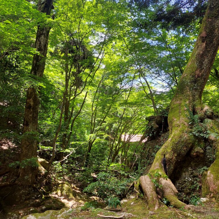 モミと岩の共生