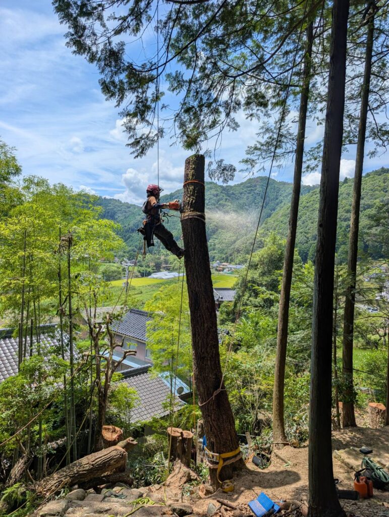 民家裏の危険木伐採～上三河八幡神社参道②～兵庫県佐用郡佐用町の危険木・支障木の伐採補助を使った事業～
